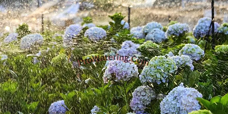 Sprinklers for Hydrangeas