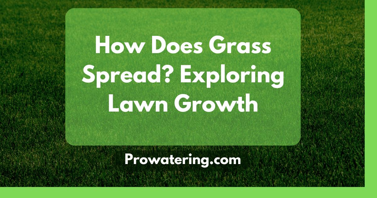 How Does Grass Spread